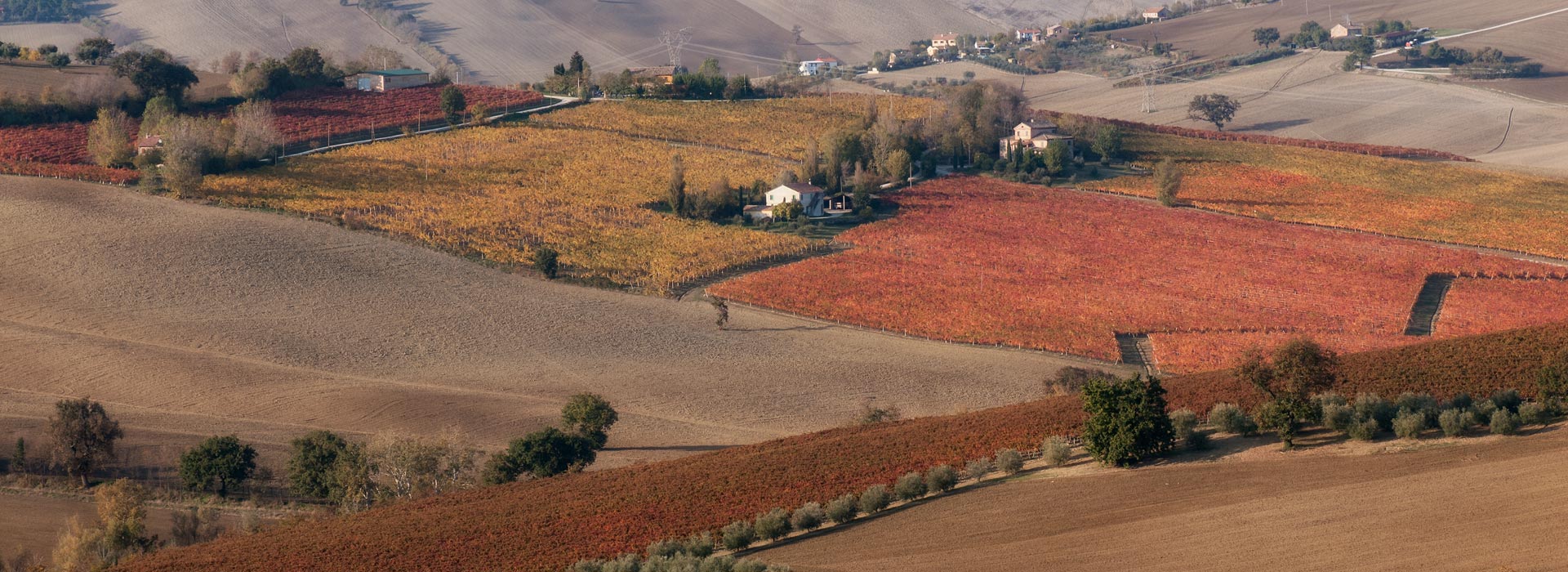 Marotti Campi vigneti Lacrima di Morro d'Alba e Verdicchio