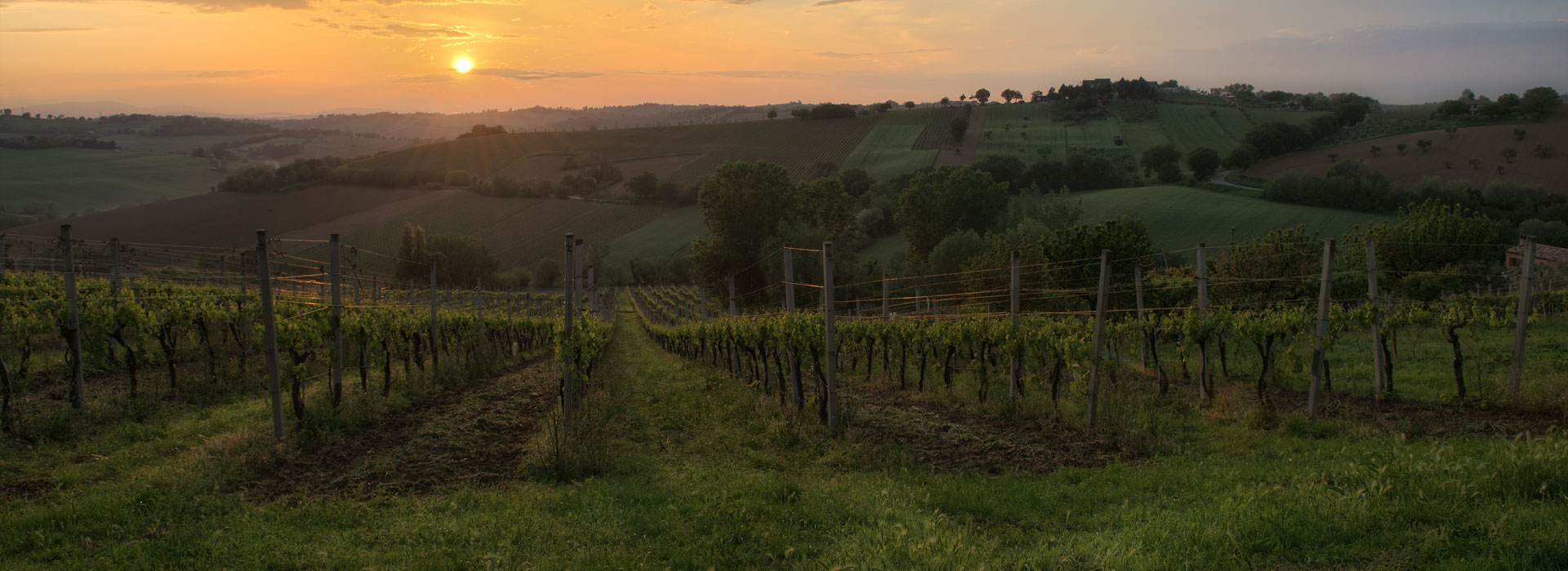 Marotti Campi vigneti Lacrima di Morro d'Alba e Verdicchio