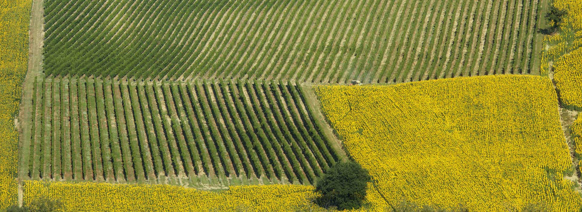 Marotti Campi vigneti